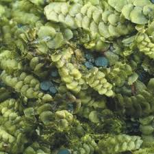 Attēlu rezultāti vaicājumam “Cephalozia bicuspidata”