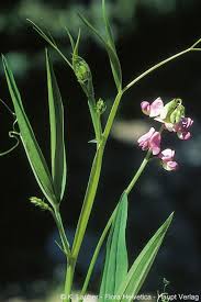 Attēlu rezultāti vaicājumam “Lathyrus sylvestris flower”