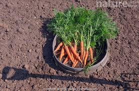 Attēlu rezultāti vaicājumam “Daucus sativus”