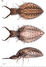 Attēlu rezultāti vaicājumam “Proutia betulina larva”