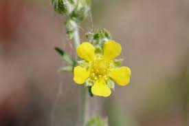 Attēlu rezultāti vaicājumam “Potentilla argentea flower”