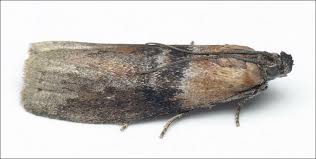 Attēlu rezultāti vaicājumam “Sciota fumella”