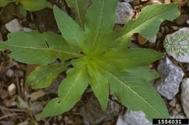 Attēlu rezultāti vaicājumam “Oenothera biennis leaf”