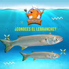 Image result for Mugil liza