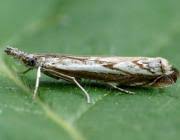 Attēlu rezultāti vaicājumam “Platytes alpinella”