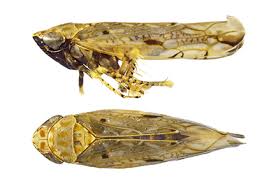Attēlu rezultāti vaicājumam “Cicadellidae”