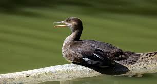 Attēlu rezultāti vaicājumam “Mergus merganser juvenile”