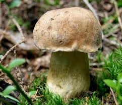 Attēlu rezultāti vaicājumam “Boletus edulis”