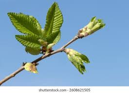 Attēlu rezultāti vaicājumam “Ulmus minor”