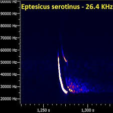 Attēlu rezultāti vaicājumam “Eptesicus serotinus”