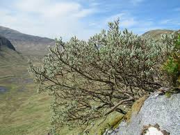 Attēlu rezultāti vaicājumam “Salix lapponum”