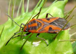 Attēlu rezultāti vaicājumam “Lygaeidae”