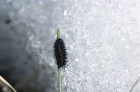 Attēlu rezultāti vaicājumam “Spiris striata”