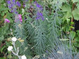 Image result for Linaria purpurea