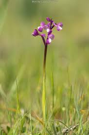 Attēlu rezultāti vaicājumam “Orchis morio”