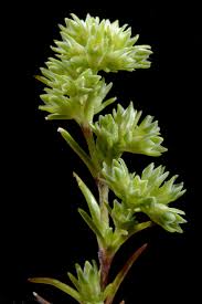 Attēlu rezultāti vaicājumam “Scleranthus annuus flower”
