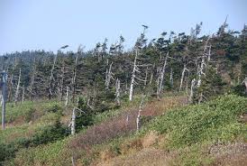 Attēlu rezultāti vaicājumam “Abies mariesii”