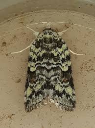 Attēlu rezultāti vaicājumam “Nycteola degenerana”