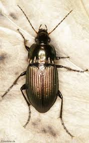 Attēlu rezultāti vaicājumam “Poecilus versicolor”