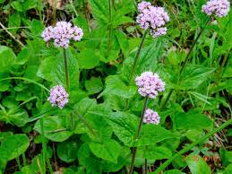 Attēlu rezultāti vaicājumam “Valerianaceae”