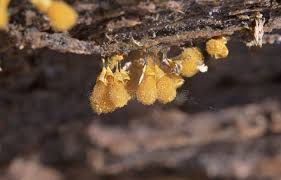 Attēlu rezultāti vaicājumam “Hemitrichia calyculata”