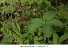Attēlu rezultāti vaicājumam “Paris quadrifolia bud”