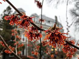 Attēlu rezultāti vaicājumam “Hamamelis vernalis flower”