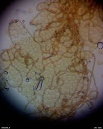 Attēlu rezultāti vaicājumam “Ophiotheca chrysosperma”