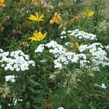 Attēlu rezultāti vaicājumam “Achillea salicifolia”