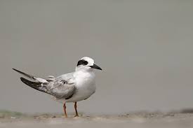 Image result for Sterna forsteri