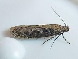 Attēlu rezultāti vaicājumam “Gelechia rhombella”