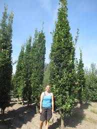 Attēlu rezultāti vaicājumam “Quercus robur Fastigiata”