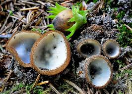 Attēlu rezultāti vaicājumam “Humaria hemisphaerica”