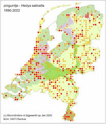 Attēlu rezultāti vaicājumam “Hedya salicella”