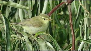 Attēlu rezultāti vaicājumam “Phylloscopus trochiloides”