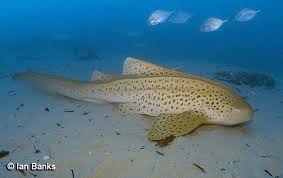 Image result for Stegostoma tigrinum
