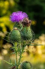 Attēlu rezultāti vaicājumam “Cirsium vulgare flower”