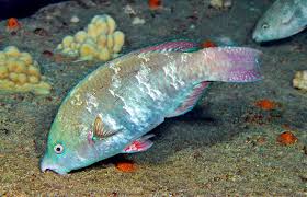 Image result for Scarus psittacus