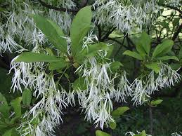 Attēlu rezultāti vaicājumam “Chionanthus virginicus”