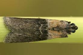 Attēlu rezultāti vaicājumam “Sciota fumella”