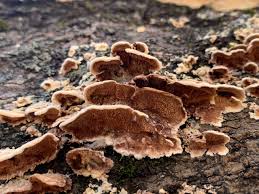 Attēlu rezultāti vaicājumam “Steccherinum ochraceum”