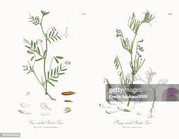 Attēlu rezultāti vaicājumam “Vicia hirsuta leaf”