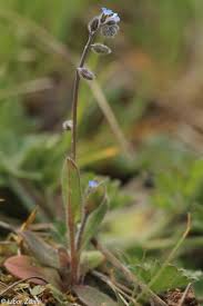 Attēlu rezultāti vaicājumam “Myosotis ramosissima”