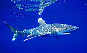 Image result for Carcharhinus longimanus