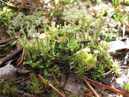 Attēlu rezultāti vaicājumam “Cladonia phyllophora”