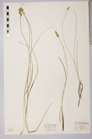 Attēlu rezultāti vaicājumam “Carex diandra fruit”