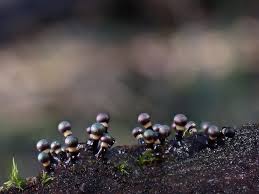 Attēlu rezultāti vaicājumam “Bryoerythrophyllum recurvirostrum sporophyte”