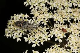 Attēlu rezultāti vaicājumam “Cychramus luteus”