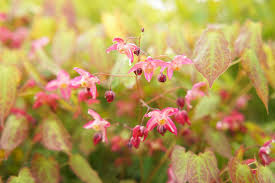 Attēlu rezultāti vaicājumam “Epimedium alpinum  flower”
