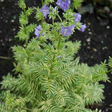Attēlu rezultāti vaicājumam “Polemonium caeruleum”